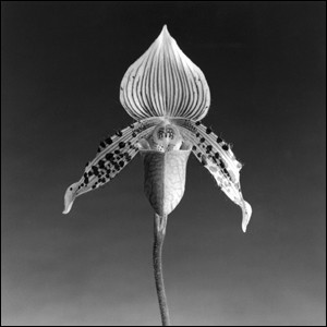 orquidea_fantasma.jpg